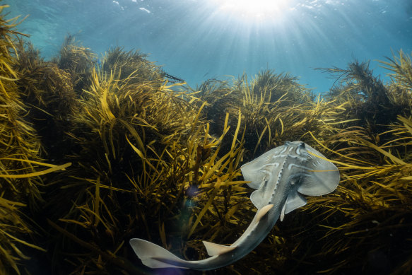 Crayweed and a southern fiddler ray at Wilsons Promontory National Park.