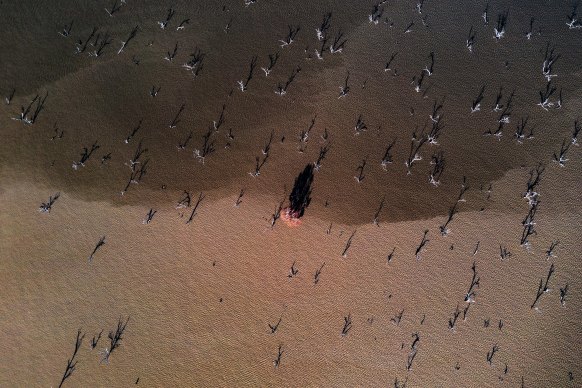 Darker deoxygenated water in Lake Pamamaroo.