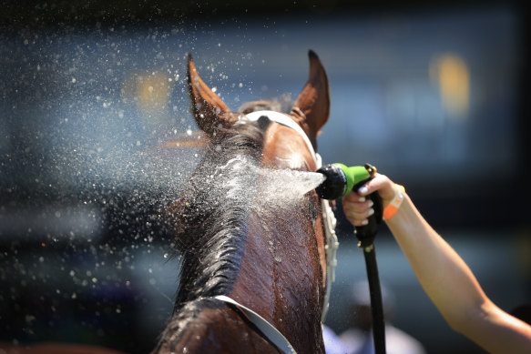 Racing returns to Goulburn on Tuesday, with a seven-race card.