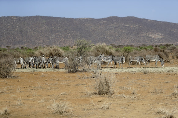 Zebras feed on grass brought by rangers in Samburu National Reserve, Kenya, where hundreds of animals have died due to drought. 