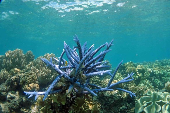 Corals near Lizard Island begin to get stressed when waters reach sustained levels of about 30 degrees. Some areas are 31 degrees or warmer.