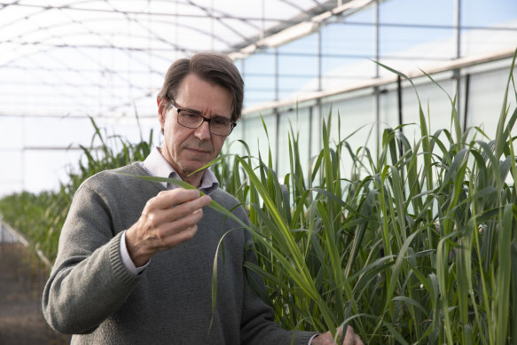 Professor Robert Park from the  University of Sydney has won the CSIRO Eureka Prize for leadership in innovation and science for his research into 'rust' fungus in crops.