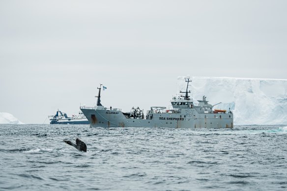 Humpback whale fluking in front of Sea Shepherd’s Allankay with a krill super-trawler behind it. Image obtained under UCSC Friedlaender lab NMFS permit 27911.