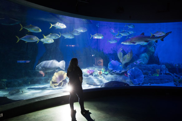Sea Life Melbourne Aquarium general manager Sarah-Jane Tilbury is delighted they can re-open.