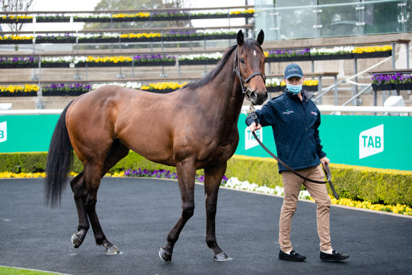 Lost And Running will be inspected by Racing NSW vets on Saturday morning to assess his fitness to run in The Everest.
