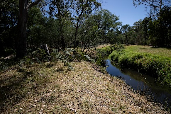 The left bank of Mullum Mullum Creek, where Colin Arnold’s goats grazed to reduce weeds over the last year.