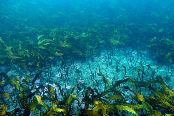 Snorkelers may notice dead patches of golden kelp, a defining species of the Great Southern Reef destroyed by marine heatwaves.