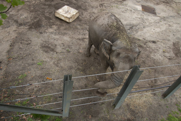 Happy the elephant in her enclosure at the Bronx Zoo in New York.