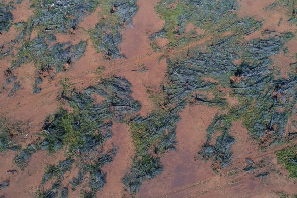 Trees that had been felled on a property near Mount Hope in north-west NSW. That region of the state has again been one of the hotspots for deforestation.