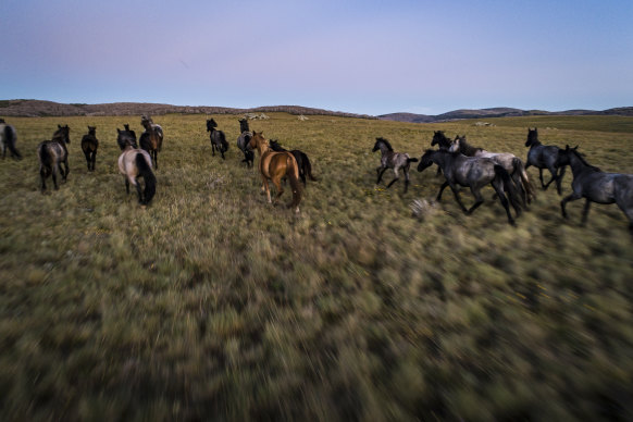 Feral horses at Long Plain in the Kosciuszco National Park. 
