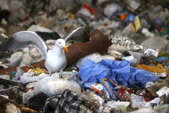  A seagull stands next to a discarded surgical gown in a trash pit at Recology in California. 