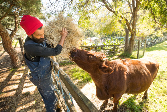 Shawn Augustin feeds Daphne the cow at Collingwood Children's Farm.