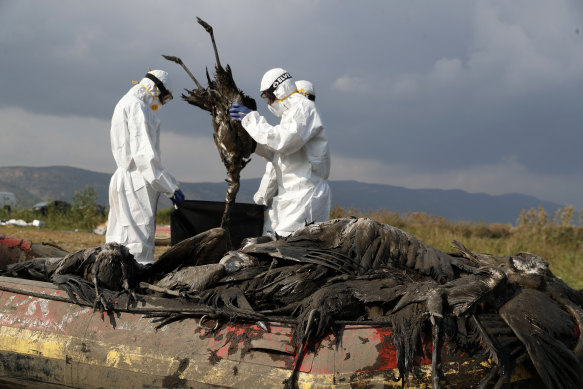 Workers dispose of dead cranes at the Hula Lake conservation area in northern Israel. Bird flu has killed thousands of migratory birds.