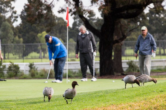 Back on the course at Yarra Bend this week.