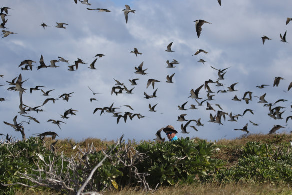 Experts say an H5N1 outbreak would probably take a catastrophic toll on Australian native birds.