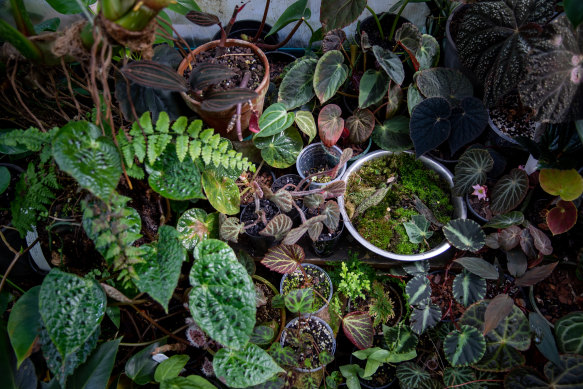 Begonias that turn blue under flash light.