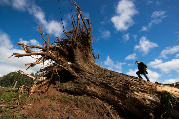 Will Kanavan stands on the stump of a gum tree on his Yinnar South farm.