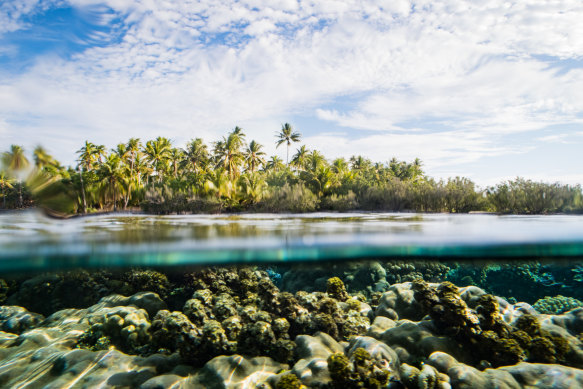 Coral garden, Taha’a.