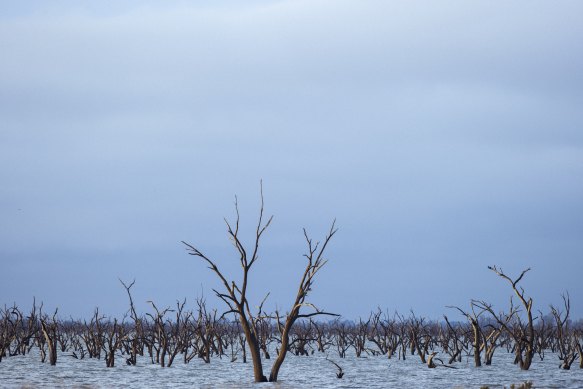 Dead trees in a former swamp near Griffith in the Murray-Darling Basin, NSW.
