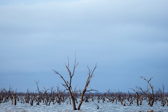 Dead trees in a former swamp near Griffith in the Murray-Darling Basin, NSW.