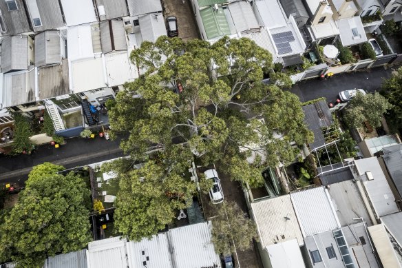 Darlinghurst residents say a towering blue gum has dropped branches and caused property damage, costing them thousands of dollars in repairs and expert reports.