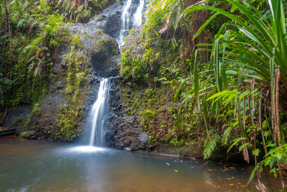 Hike through lush rainforest trails in Colo-I-Suva Forest Park, a nature reserve near Suva.