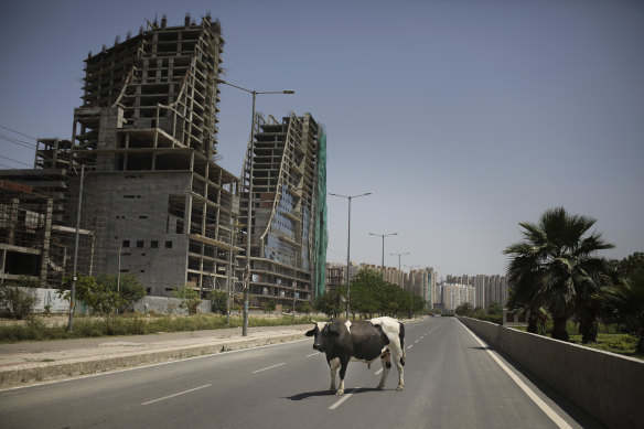 A bull stands in the middle of a deserted road during lockdown to control the spread of the new coronavirus, on the outskirts of Delhi.