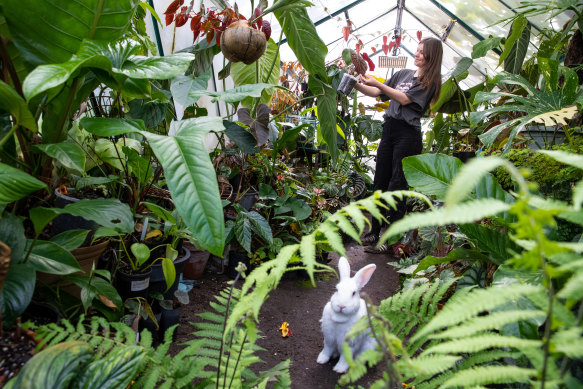 Artist Neva Hosking collects rare begonias in her greenhouse.