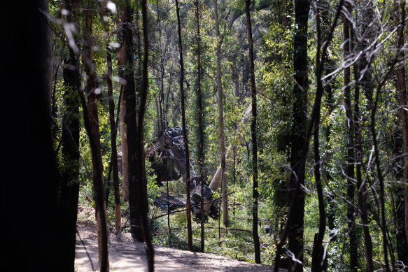 The South Brooman State Forest in NSW is one of those slated for logging at pre-fire levels.