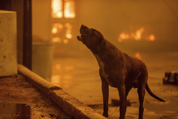 The Eaton Canyon fire destroyed the neighbourhood.