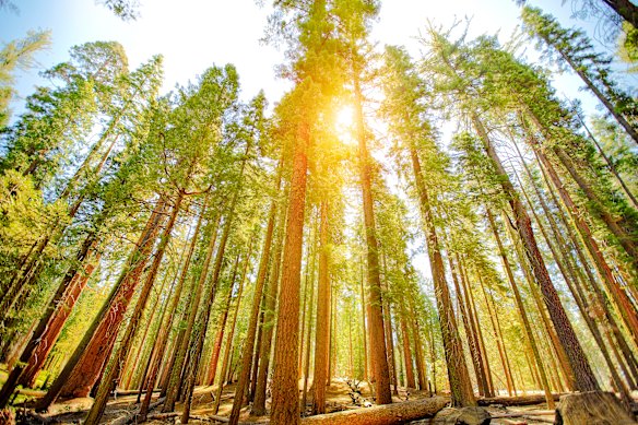 The Mariposa Grove of giant sequoias should be on any highlights list of Yosemite National Park, according to one reader.