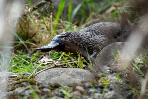 Victoria is moving to recognise platypuses as vulnerable and other regions may do so too.