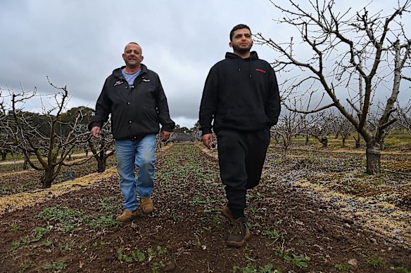 Mahmoud Khodr and son Ali among the cherry trees on their property Lynton Orchard in Young. 