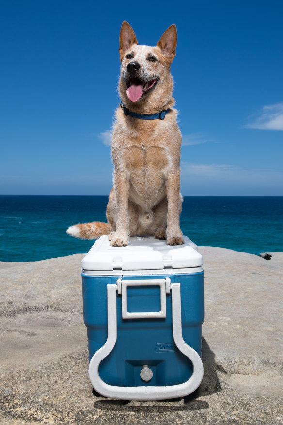 Red Dog on a Tuckerbox, modelled by Reggie.
