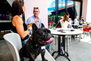 Dog-friendly pub Illinois Hotel at Five Dock, Sydney.