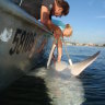 Why a clean, warmer harbour is drawing bull sharks to Sydney