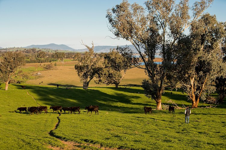 Wagyu Farm, Albury.
