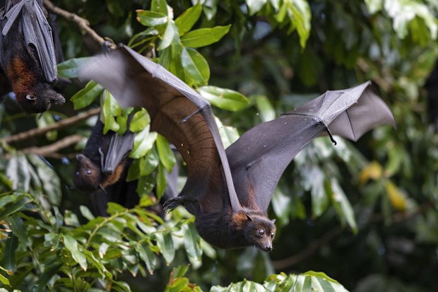 New research by the University of Sydney offers important insights into how and when new coronavirus variants arise in bats. 
