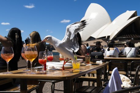 Summer in Sydney means ... Hyde Park, Opera Bar, Rivareno Gelato