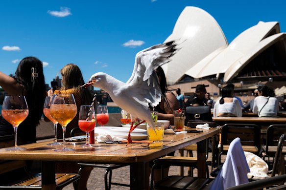 Drinks on the fly: The Opera Bar.