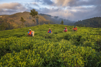 Tea country in Sri Lanka is warm, but not humid, in July.