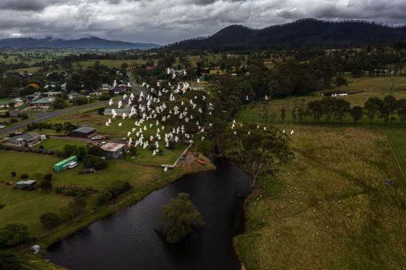 A flock of Corellas once again enjoy green pastures next to the Cobargo showground.