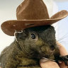 How Peanut the squirrel became a right-wing icon