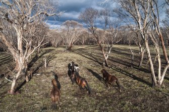 Running wild: feral horses on Long Plain in the Kosciusko National Park.