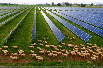 Sheep and solar mix well, Mr Warren said, with condensation from the panel providing extra grass for his flock during the drought.