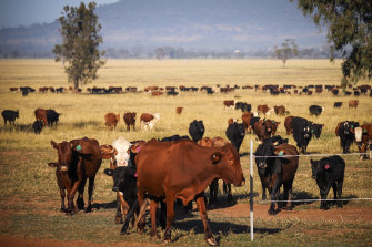 When Australia’s beef exports to China dived, the US beef export market with China rose $US1.2 billion.