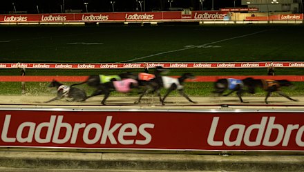Greyhounds race at Wentworth Park in Sydney.