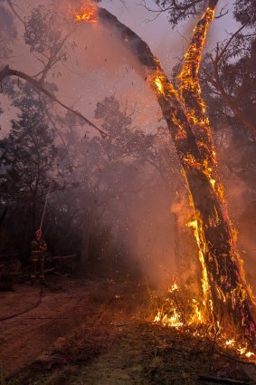 A tree burns during the Yarram Gap Road fire in the Grampians at the weekend.