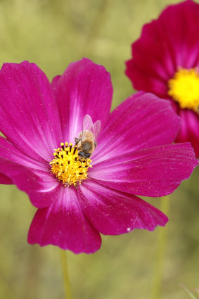 Now is the time to sow cosmos.