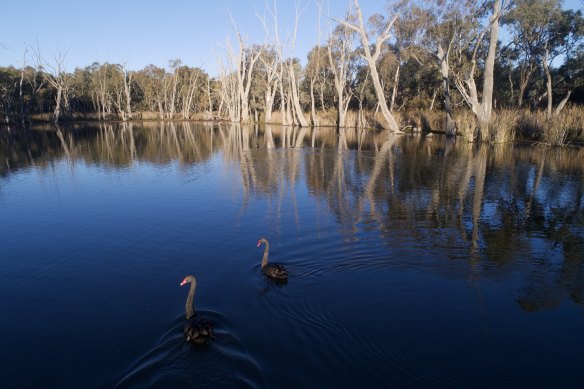 Gunbower Creek wetlands, near the Cohuna irrigation canal that is being screened to prevent native fish loss.